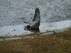 pigeon.png