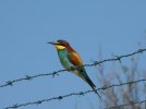 Bee Eater.jpg