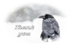 THANK YOU - 2019_common-raven_a0-8828-7_photo-khurram-khan-320PX.jpg