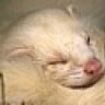ferretusmaximus