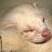 ferretusmaximus